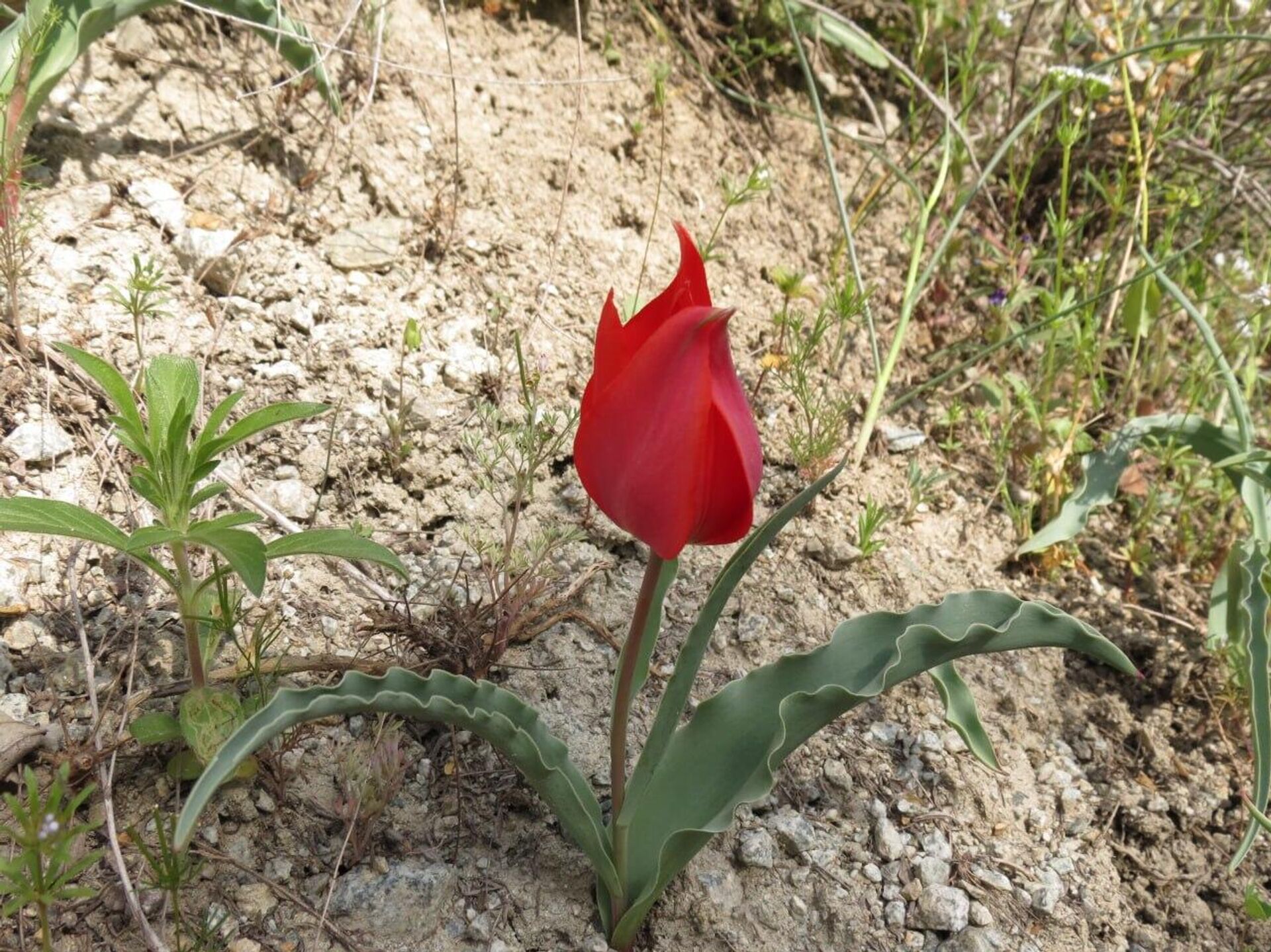 Тюльпан Флоренского - Sputnik Армения, 1920, 17.04.2026