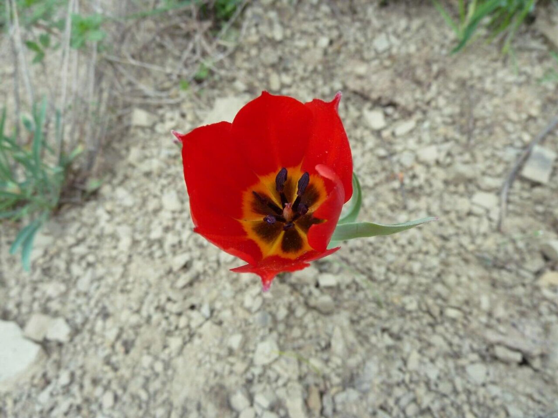 Тюльпан Юлии - Sputnik Армения, 1920, 17.04.2026