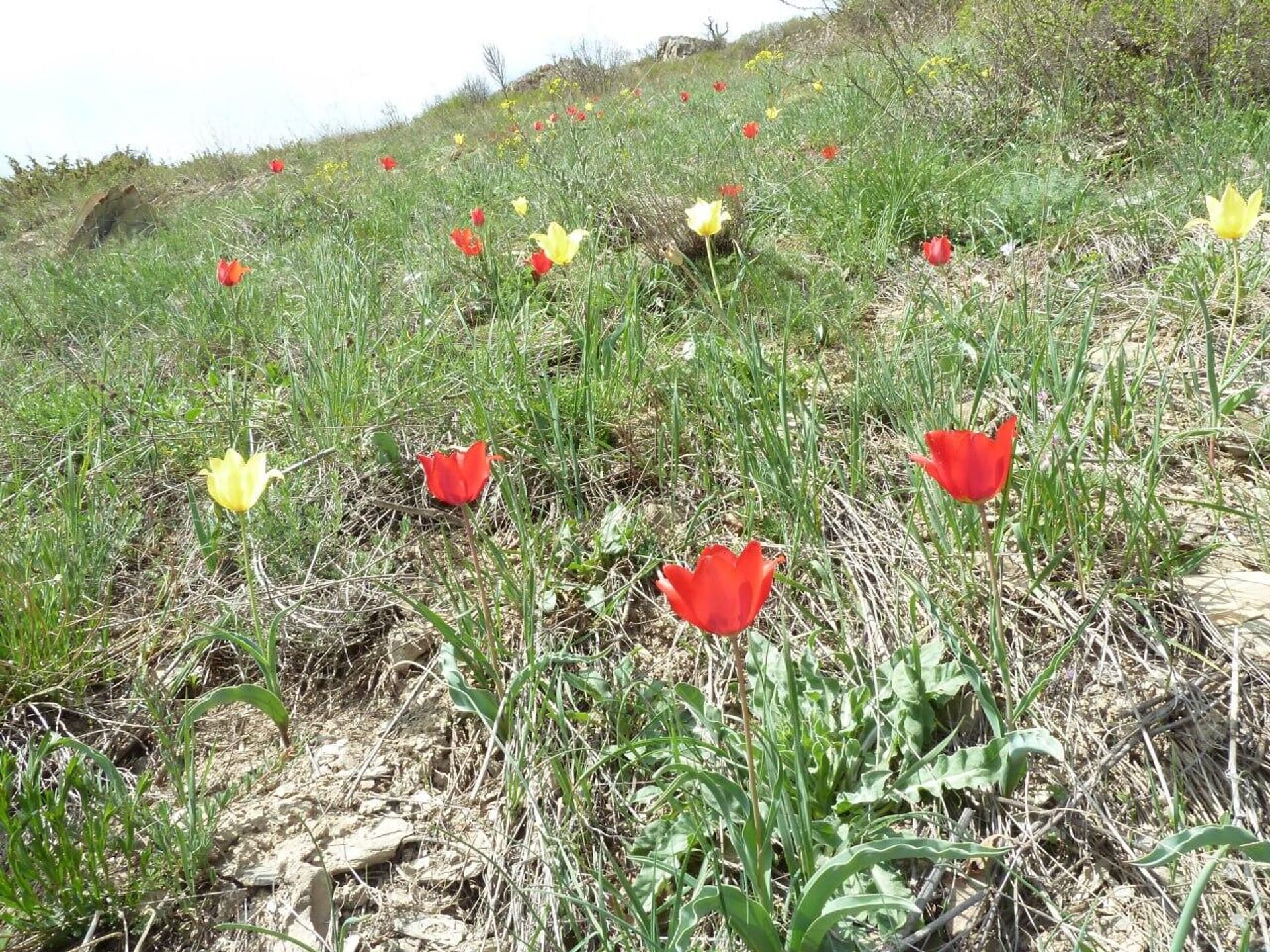 Тюльпан Сосновского - Sputnik Армения, 1920, 17.04.2026