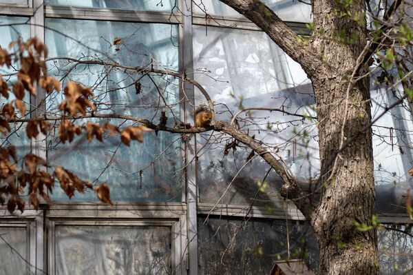 Экспонаты Института ботаники им. А.Л. Тахтаджяна  - Sputnik Армения