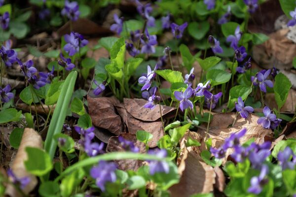 Экспонаты Института ботаники им. А.Л. Тахтаджяна  - Sputnik Армения