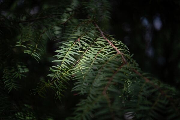 Экспонаты Института ботаники им. А.Л. Тахтаджяна  - Sputnik Армения