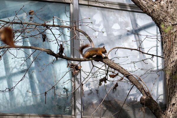 Экспонаты Института ботаники им. А.Л. Тахтаджяна  - Sputnik Армения