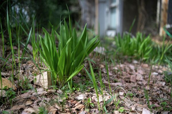 Экспонаты Института ботаники им. А.Л. Тахтаджяна  - Sputnik Армения