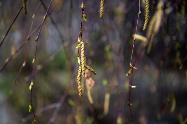 Экспонаты Института ботаники им. А.Л. Тахтаджяна  - Sputnik Армения