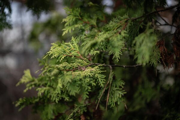 Экспонаты Института ботаники им. А.Л. Тахтаджяна  - Sputnik Армения