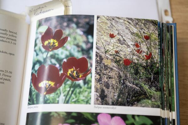 Литература Института ботаники им. А.Л. Тахтаджяна о тюльпанах - Sputnik Армения