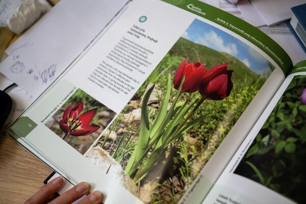 Литература Института ботаники им. А.Л. Тахтаджяна о тюльпанах - Sputnik Армения