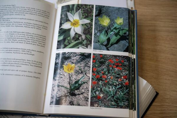 Литература Института ботаники им. А.Л. Тахтаджяна о тюльпанах - Sputnik Армения