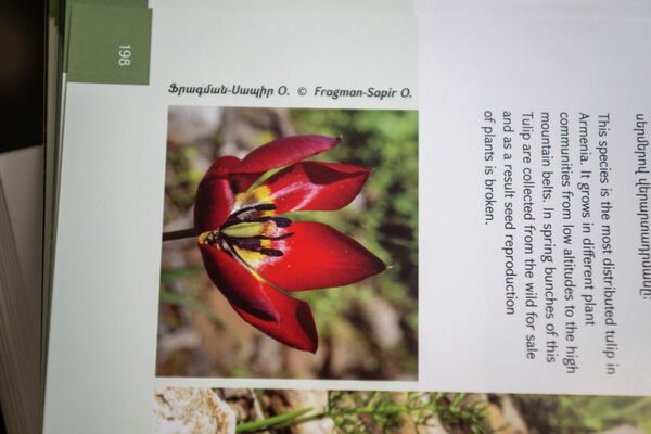 Литература Института ботаники им. А.Л. Тахтаджяна о тюльпанах - Sputnik Армения