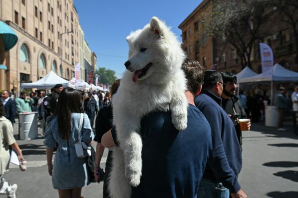 Տղամարդը Ամիրյան փողոց է եկել շան հետ - Sputnik Արմենիա