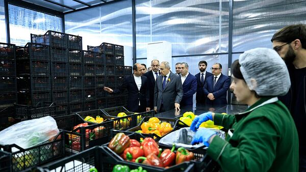 Նիկոլ Փաշինյանն այցելել է «Նուվո վիլաժ» ընկերության պղպեղի ջերմատուն (2026թ․ ապրիլի 8). Նոր Հաճն  - Sputnik Արմենիա