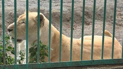 Проживающая на территории особняка Гагика Царукяна львица