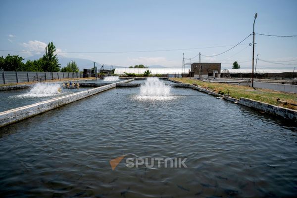 Սուրեն Մարգարյանի ձկնաբուծարանը - Sputnik Արմենիա