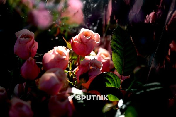 Продажа роз на одном из цветочных рынков Еревана - Sputnik Армения