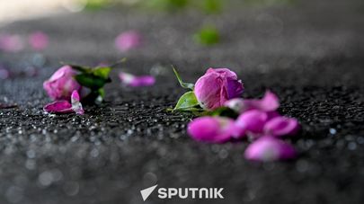 Бутоны роз на асфальте