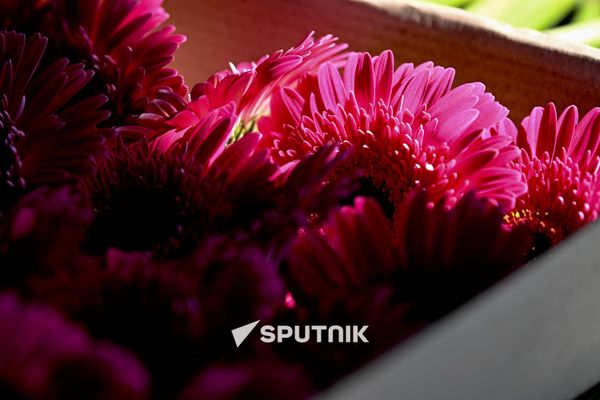 Երևանի ծաղկի շուկաներից մեկում - Sputnik Արմենիա
