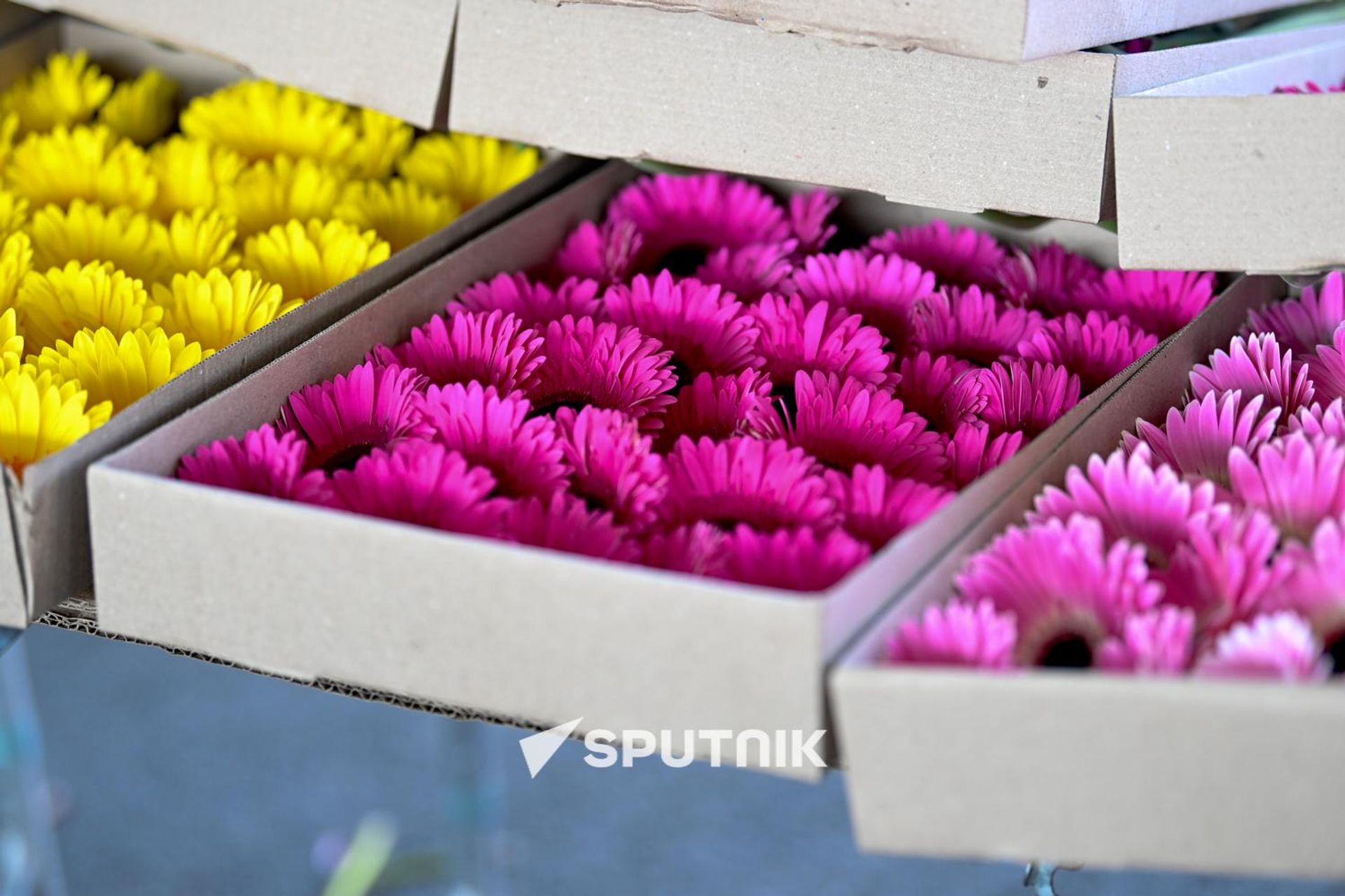 Продажа гербер на одном из цветочных рынков Еревана - Sputnik Արմենիա, 1920, 24.07.2026