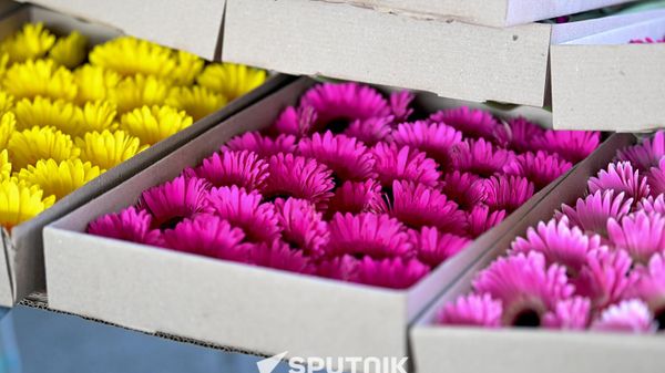 Продажа гербер  - Sputnik Армения