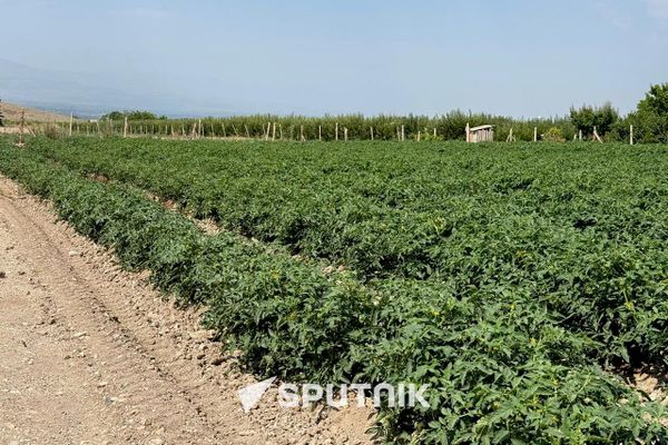 Վերին Դվինի լոլիկի դաշտերը - Sputnik Արմենիա