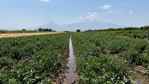 Լոլիկի դաշտ Արարատի մարզում - Sputnik Արմենիա