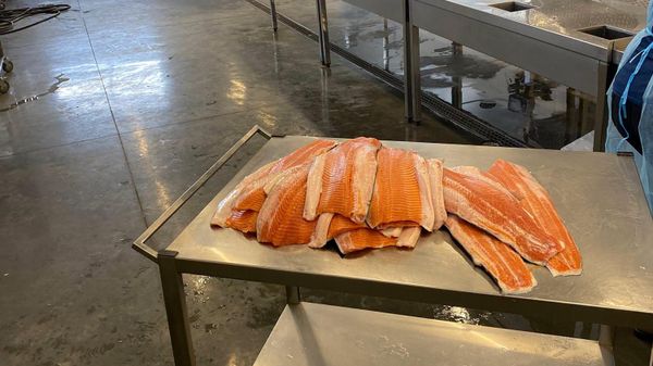 Инспекционный орган безопасности пищевых продуктов проверяет продукцию ООО Фуд Репаблик - Sputnik Армения