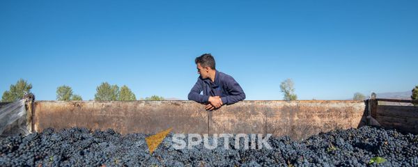 Сбор и закупка винограда в селе Ахавнадзор - Sputnik Армения