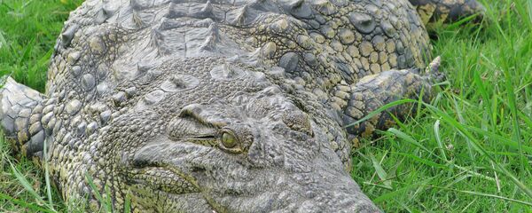 Крокодил. Крокодил. - Sputnik Армения