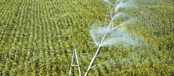 Орошение кукурузного поля - Sputnik Армения