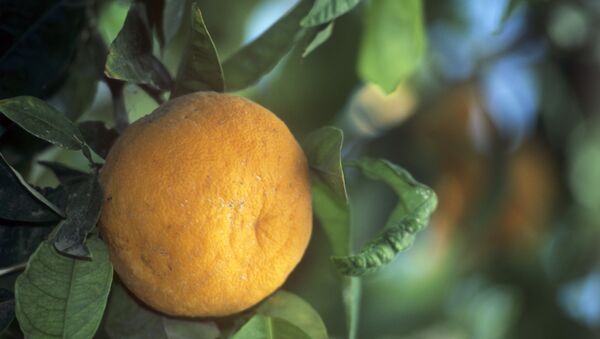 Плод мандаринового дерева - Sputnik Արմենիա