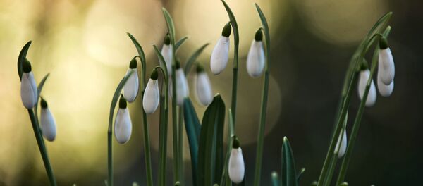 Никитский ботанический сад в Крыму Никитский ботанический сад в Крыму - Sputnik Армения