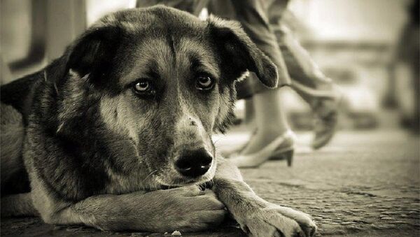Бездомная собака - Sputnik Армения