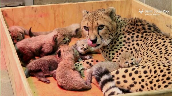 Восемь детенышей родились у самки гепарда в зоопарке Сент-Луиса - Sputnik Армения