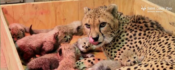 Восемь детенышей родились у самки гепарда в зоопарке Сент-Луиса - Sputnik Армения