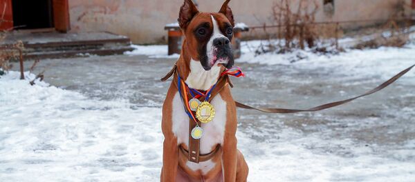 Боксер по имени Рокки Боксер по имени Рокки - Sputnik Армения