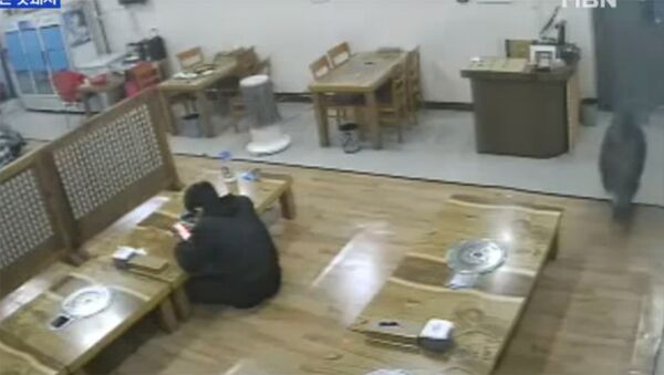 Кабан-террорист напал на посетителей кафе в Южной Корее - Sputnik Армения