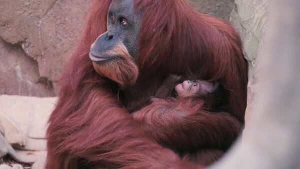 Орангутана Эмму с детенышем впервые показали публике в Честерском зоопарке - Sputnik Армения