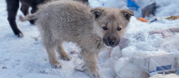 Щенок - Sputnik Армения