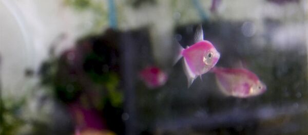 Аквариумист Ваан Акопян разводит рыб прямо в квартире - Sputnik Армения