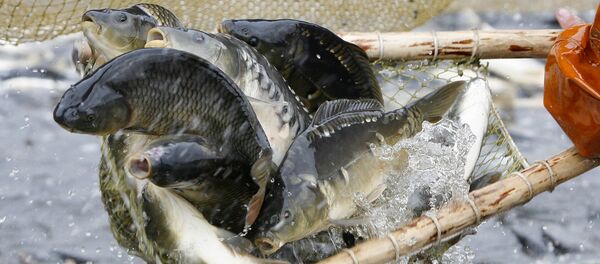 улов карпа - Sputnik Армения