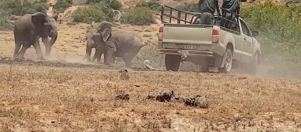 Слоненка в Африке спасли из ямы с грязью Слоненка в Африке спасли из ямы с грязью - Sputnik Արմենիա