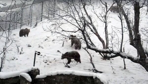 Медведи в Ереванском зоопарке радуются снегу - Sputnik Армения