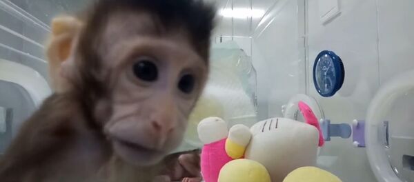 Китайские ученые показали первых в мире клонированных приматов Китайские ученые показали первых в мире клонированных приматов - Sputnik Արմենիա