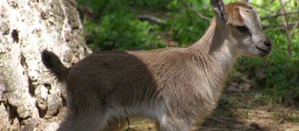 Безоаровый козленок - Sputnik Армения