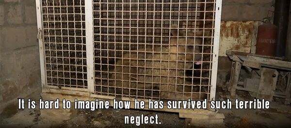 Грустный медведь в Армении Грустный медведь в Армении - Sputnik Армения