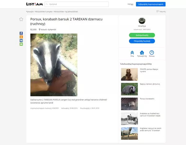 Объявление о продаже барсука в лист.эйэм Объявление о продаже барсука в лист.эйэм - Sputnik Армения