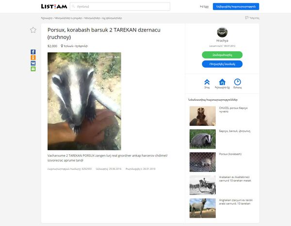 Объявление о продаже барсука в лист.эйэм Объявление о продаже барсука в лист.эйэм - Sputnik Արմենիա