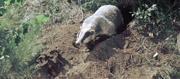 Барсук - Sputnik Армения