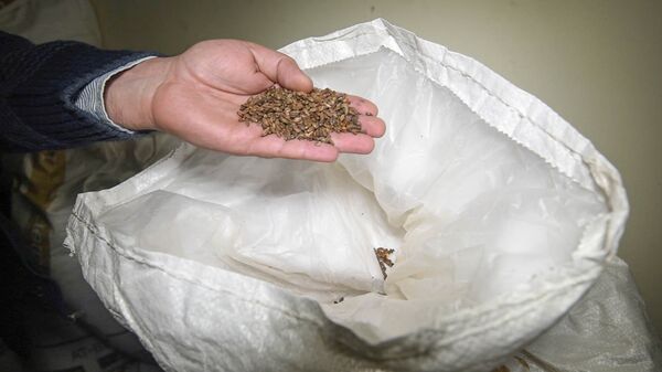 Ячмень - Sputnik Армения