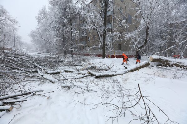 Сотрудники коммунальных служб убирают деревья во дворе в Москве, сломанные вследствие снегопада. - Sputnik Армения